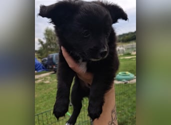 süsse kleine Welpen suchen noch ein Zuhause