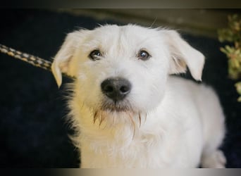 LUZIE - das brave Mädchen träumt von einem liebevollen Zuhause