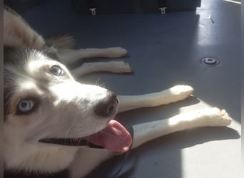Husky Maya H möchte eine neue Familie finden