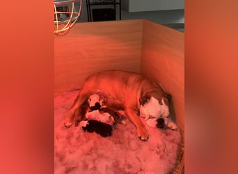 Englische Bulldoggen Welpen– 7 süße Mädels suchen bald ein Zuhause!