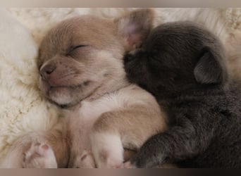 Reinrassige Chihuahua Welpen Kurzhaar