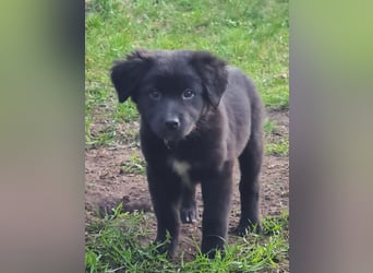 Auszug..Aussiedor F1 Familien und Therapiehund Labrador x Australien Shepherd
