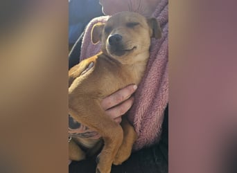 Stella, Pinscher-Mix, Hündin, klein, geb. 06.11.2024