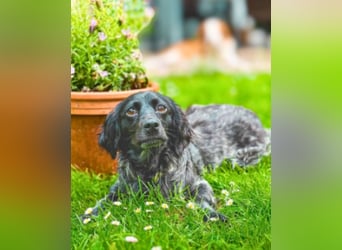 Milly - hat viele Talente