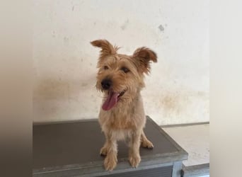 Pixel