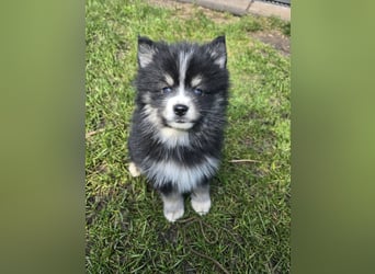 Zauberhafte Pomsky Welpen suchen ihr neues Zuhause! (ab 22.05.2025)