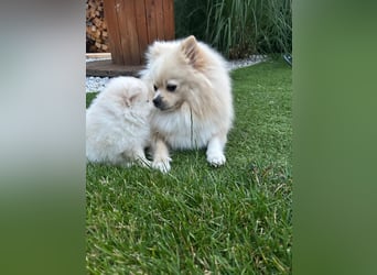 Süße Pomeranian Zwerkspitz Welpen 