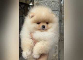 Pomeranian Welpen
