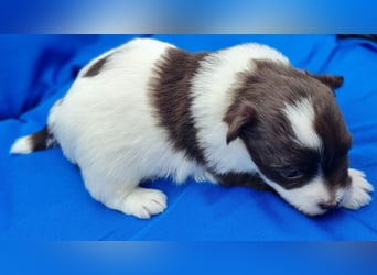 Bezaubernde Welpen aus Bolonka Zwetna und Pomeranian (Zwergspitz)
