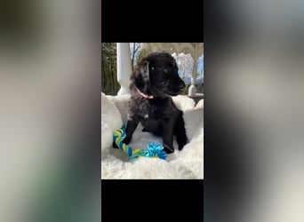 Labradorwelpe mit Ahnentafel