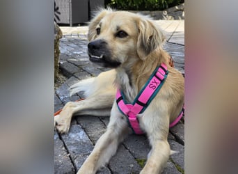 Toller Familienhund sucht ein Zuhause