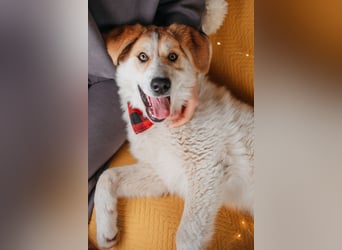 Hallo! Ich bin Brut – und ich bin bereit, dein Herz zu erobern.