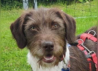 ♥GRETA♥ auf Pflegestelle bei Köln - ganz liebe, unkomplizierte anfangs etwas vorsichtige Hündin 50cm