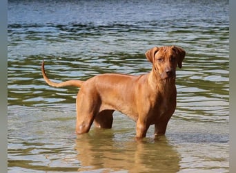 Rhodesian Ridgeback Welpen VDH /FCI