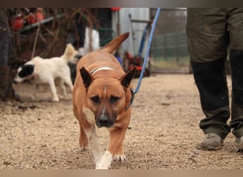 Dingo VA - Langzeitinsasse wartet auf sein Happy-End
