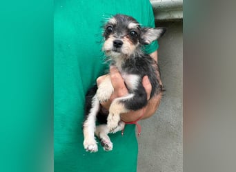 Scarlett, geboren 01.05.2025, 20cm sucht Ihr Zuhause