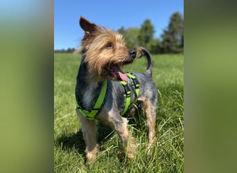 Coco, sucht seine Menschen