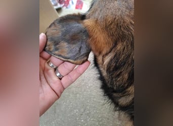 Zizi, kleine Dackel Dame möchte um die Wette flitzen