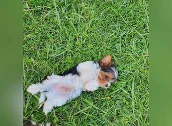 Kleinbleibender Biewer Yorkshire Terrier, Welpe,Rüde, reinrassig sehr selten