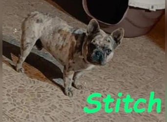 Stitch geb. 08/2023 (ESP) - gesellige und neugierige Französische Bulldogge!