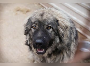 Paul: Besonderer Hund braucht ein Zuhause