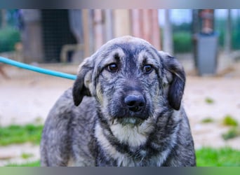 Rico  - Mix Schnauzer / Schäferhund, lieb und verträglich