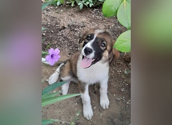 ❤️ Santi – eine kleine Kämpferin auf der Suche nach einem Zuhause voller Liebe!