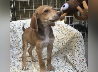 Peanut möchte bald in sein eigenes Zuhause umziehen