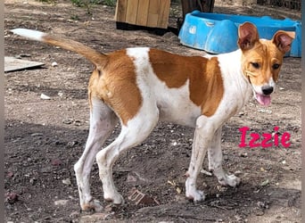 Izzie geb. 02/2025 (ESP) - aufgeschlossene, clevere Bodeguero-Mix Welpin!