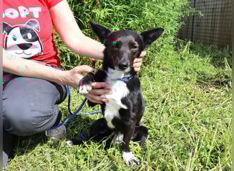 Hedi, Mix Dackel / Chihuahua, lieb und verträglich