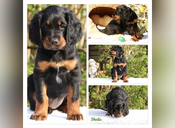 Verschmuste Gordon Setter aus familiärer Liebhaberzucht zu vermitteln