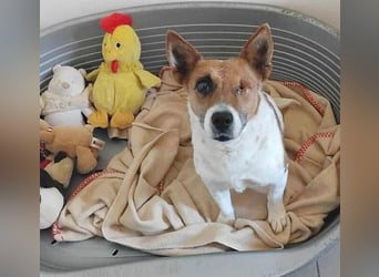 liebenswertes Einauge SZISZI - 7 Jahre, 35cm - Jack Russell-Mix
