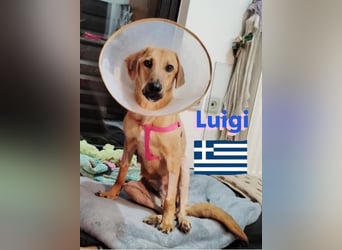 Luigi,geb.05/24,lieber Kämpfer sucht seine Familie
