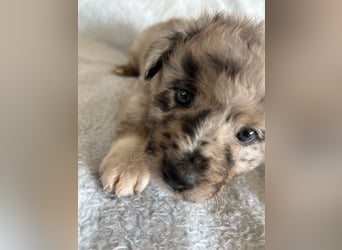 Süße Border Collie -Mudi mix Welpen