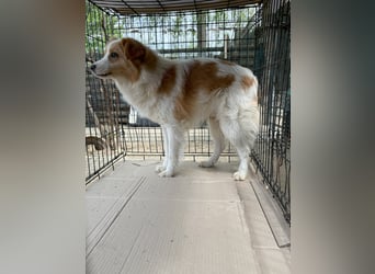 ENFY, Rüde, 1,5 Jahre, 38 cm, Mischling, Tierschutz