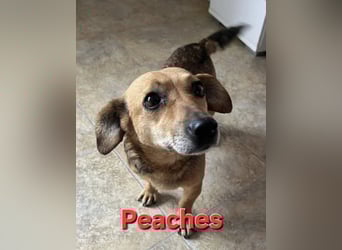 Peaches sucht ihre Familie