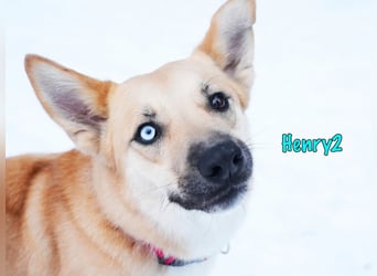 Henry2 06/2020 (RUS) - cleverer und verspielter Husky-Mix sucht sportliche Menschen!