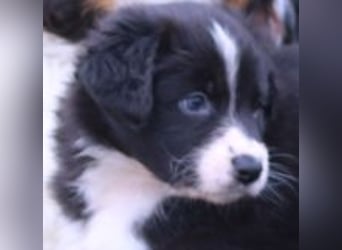 Australian Shepherd Welpe (reinrassig)
