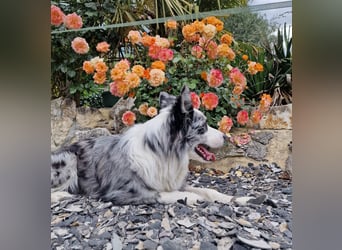 Traumhund: ruhiger & verschmuster Border Collie