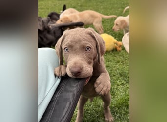 Labrador Welpen reinrassig Rüde Silber NRW Düsseldorf Köln Kleinanzeige
