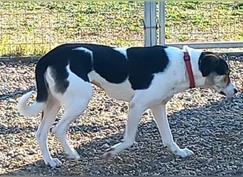 Cleopatra (Cleo) - zum erstenmal ein Zuhause ?