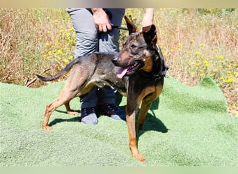 Leo, Mix Pinscher / Schäferhund , lieb und verträglich