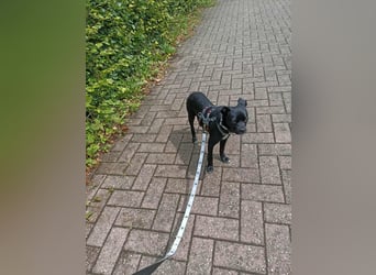 Onix, geboren 31.01.2025, 31cm sucht sein für immer Zuhause