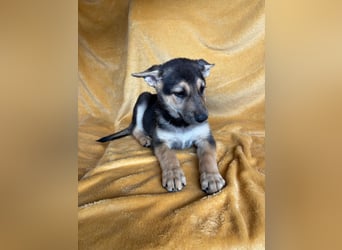 GAMA, ca. Mai 2025 geboren, Schäferhund-Mischling