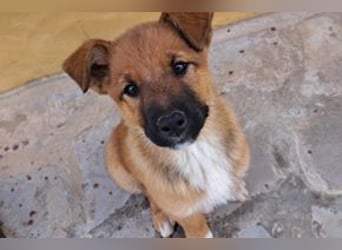 Rosi, ein verspieltes Hundekind auf der Suche nach einem Zuhause fürs Leben