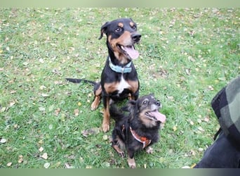 Spencer, Dobermann-Appenzeller Mix, geb. 2014, lieber anhänglicher Rüde