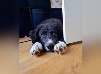 Baloo - junger,lebensfroher Hund