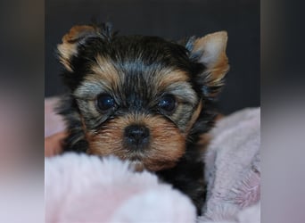 wunderschöne kleine dunkelbleibende Yorkiewelpen  Yorkshireterrier mit Papieren