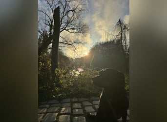 Katniss Rottweiler 8 Jahre alt