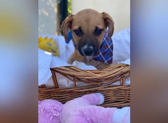 Adi LM - Zuhause gesucht – Neun kleine Hundekinder auf großer Mission